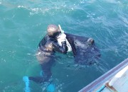 3. 경주시 수산자원조성사업으로 전복치패 30만미 방류 (1)