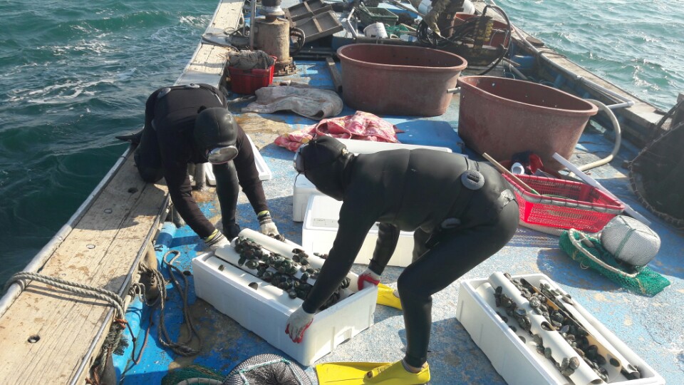 3. 경주시 수산자원조성사업으로 전복치패 30만미 방류 (1)