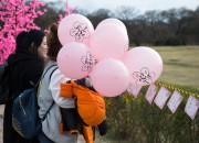 4. 경주벚꽃축제 道 지정 축제로 선정, 대표 봄 축제로 성장 (3)