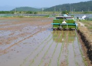 1. 경주시, 논 3기작 작부체계 기술 보급으로 논 이용 극대화 (해담쌀 모내기 모습)