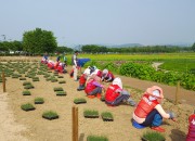 5. 경주시, 새로운 관광명소 핑크뮬리 단지 확대 조성 추진 (1)