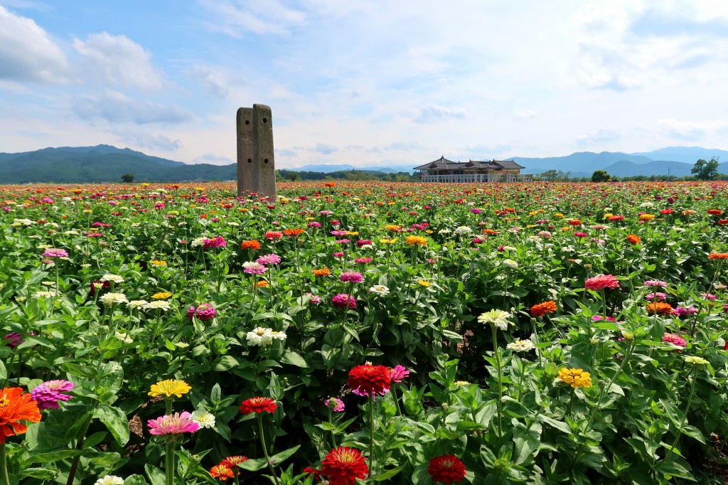 2. 경주 황룡사지 주변 꽃백일홍 활짝, 설레는 만남 기다려