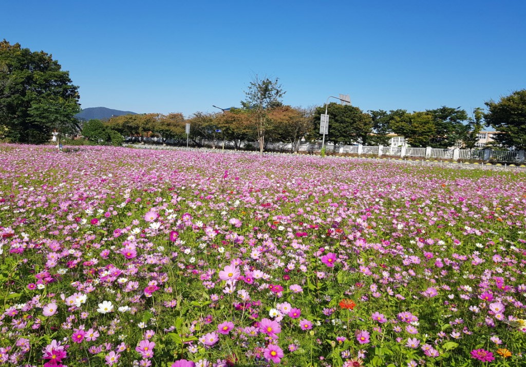 6 황남동 코스모스 명소(1)