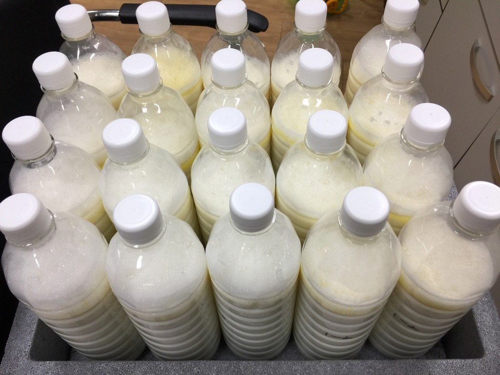 1. 경주 초유은행, 올해 가장 우수한 행정개선 사례 선정(생산된 초유)