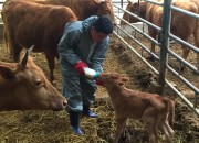 1. 경주 초유은행, 올해 가장 우수한 행정개선 사례 선정(송아지 초유 급여 모습)