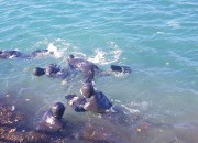 3. 경주 양남마을어장 어린 해삼 방류 (1)