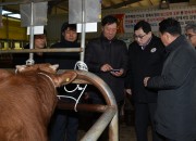 3. 주낙영 경주시장 신년벽두 가축시장 찾아 현장밀착행정 (2)