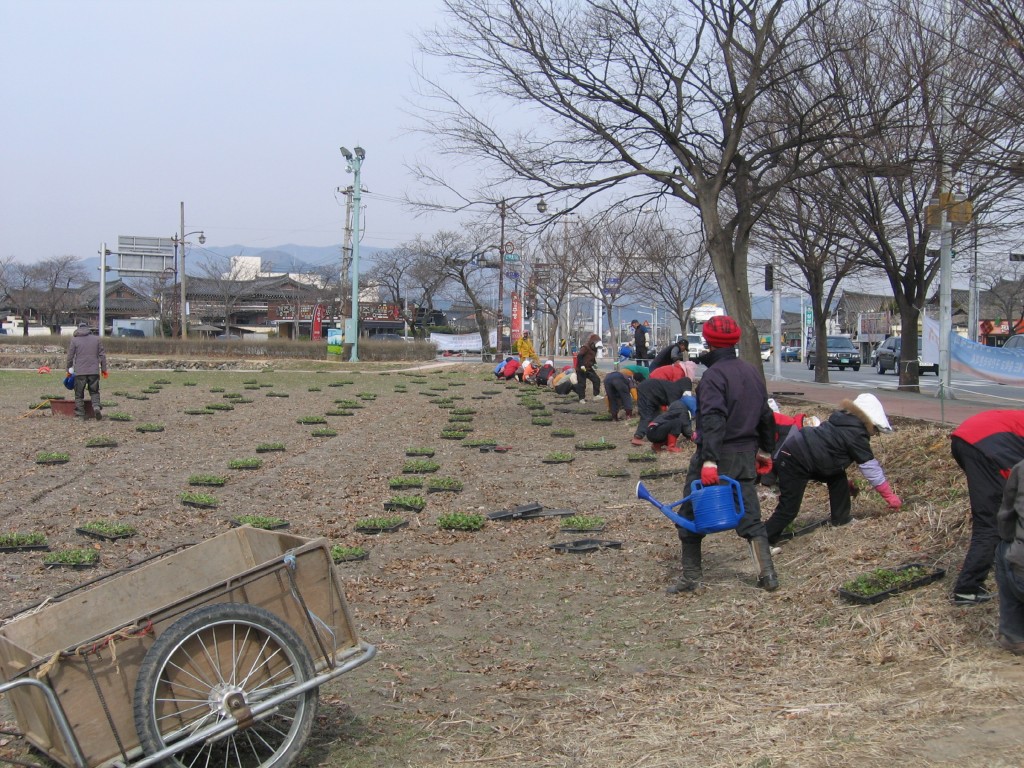 6. 경주시, 사적지 녹지 및 꽃단지관리 기간제근로자 모집(사적지 꽃 단지 관리 모습)(1)