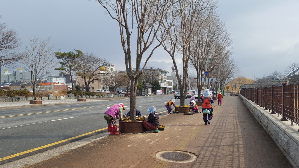 5. 경주시, 새봄맞이 봄꽃식재(식재전경)