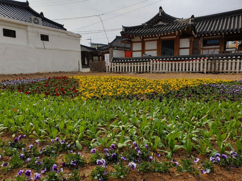 7. 황남동 황리단길과 첨성로변 봄꽃 장식(1)