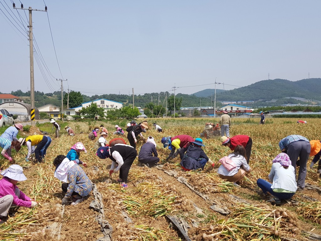 3. 경주시, 도농교류 농촌체험 교육 (1)