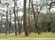 1. 경주시, 시민의 숲 황성공원 깨끗하게 단장