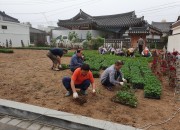 11. 경주시 황남동, 한가위 맞이 가을꽃 심어(1)