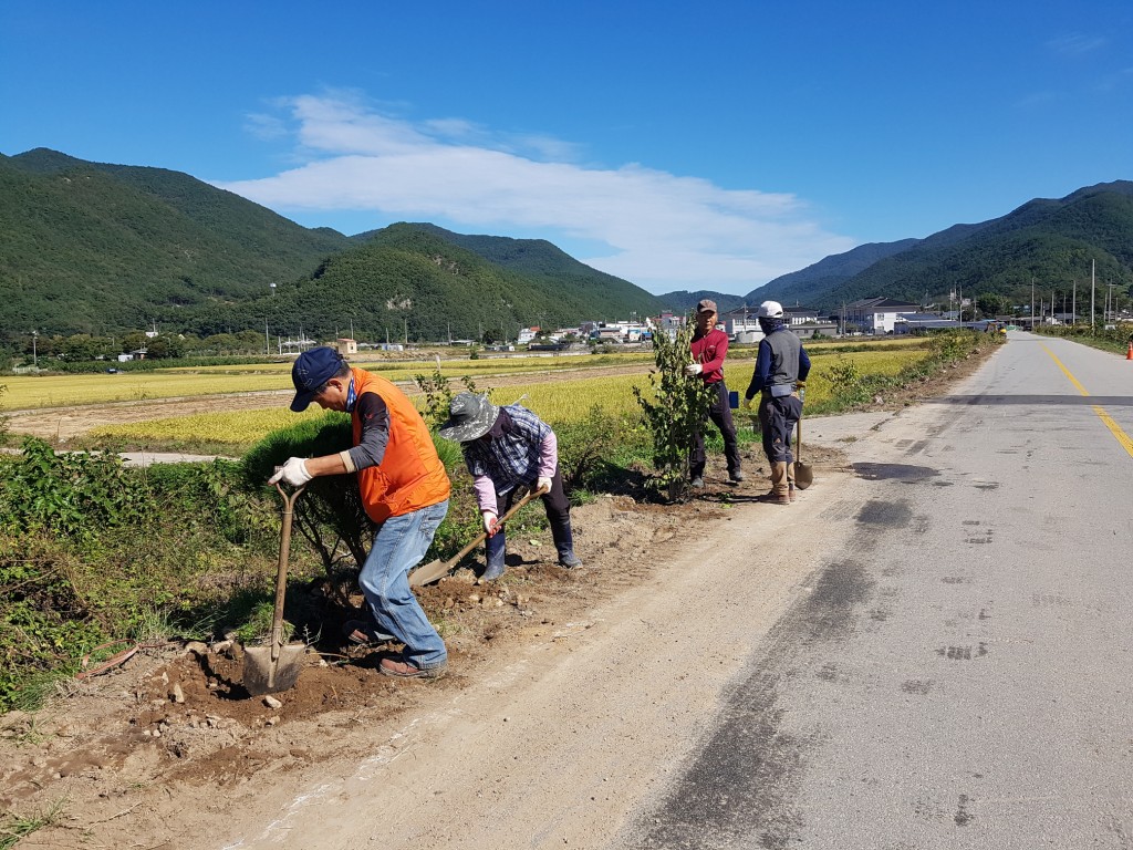 2. 경주시 산내면 가로수길 칠자화 식재(1)