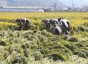 4. 50사단 경주대대 장병들, 건천읍 태풍 피해농가 벼 세우기(2)