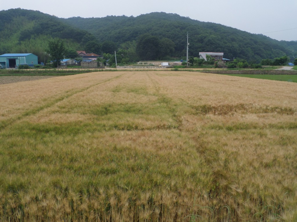 4. 청보리채종단지