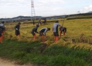 5. 육군 제7615부대 장병들, 경주시 외동읍 태풍 피해농가 벼 세우기에 동참