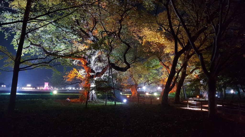 1-1. 계림숲 산책로