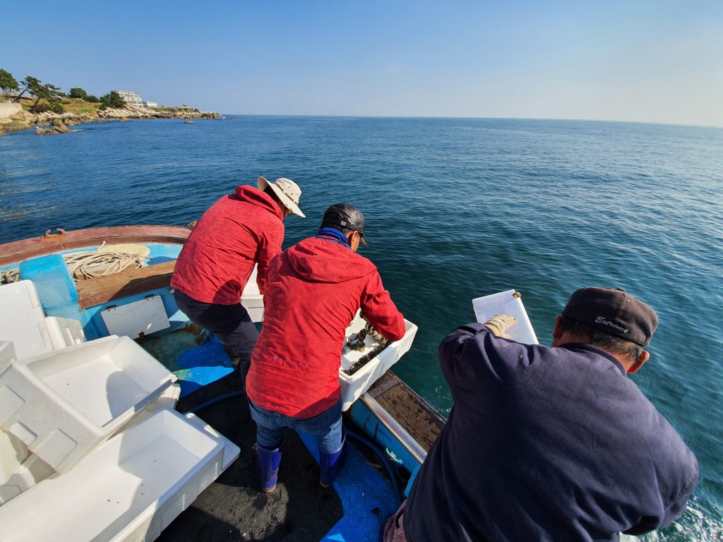 2. 경주시, 수산자원 회복과 어촌 소득 증대 위해 전복 치패 방류 (2)