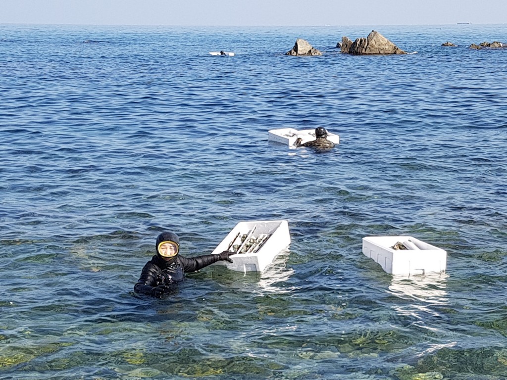 2. 경주시, 수산자원 회복과 어촌 소득 증대 위해 전복 치패 방류 (3)