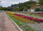 3. 경주시 충효동 태종로 ․ 충효생태하천 가을꽃으로 새 단장(1)