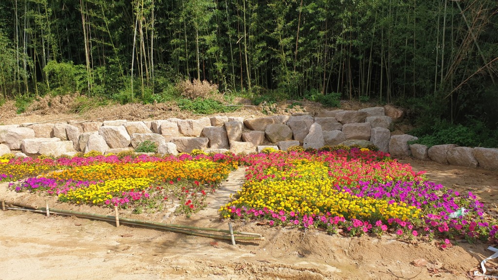 3. 경주시 충효동 태종로 ․ 충효생태하천 가을꽃으로 새 단장(2)