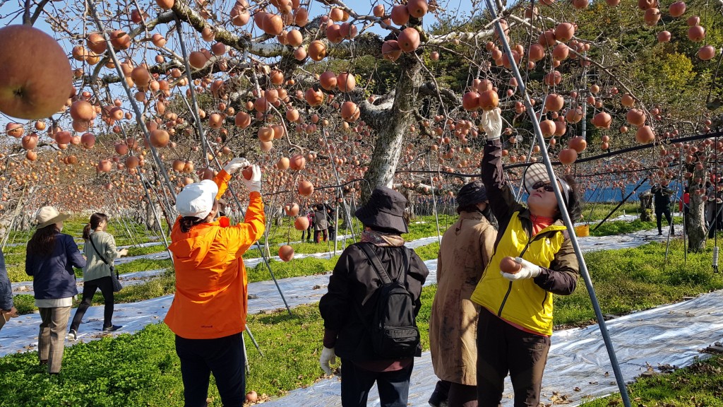 5. 경주시, 농부의 마음을 배우는 농촌체험 (1)