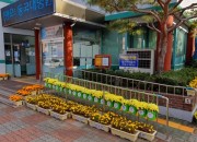 5. 경주시 성건동 도심 속 가을꽃 만발(2)