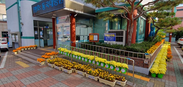 5. 경주시 성건동 도심 속 가을꽃 만발(2)