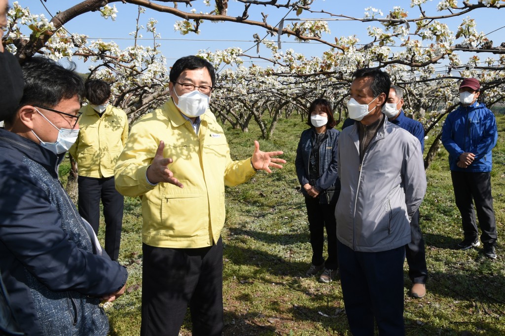 1. 지난8일 주낙영 경주시장이 현곡면 일원 배꽃 저온피해입은 농가 현장을 방문해 피해 상황을 확인하고 있다 (2)