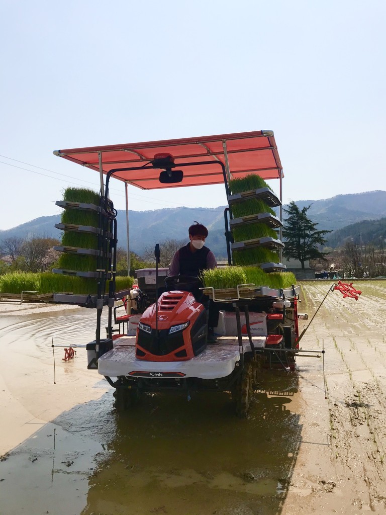 2. 경주시, 지역 첫 모내기 행사 가져