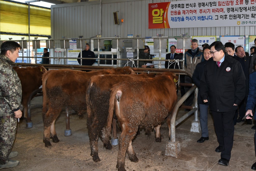 2. 사진- 신년 가축시장 찾아 현장밀착행정을 하고 있는 주낙영 경주시장 (1)