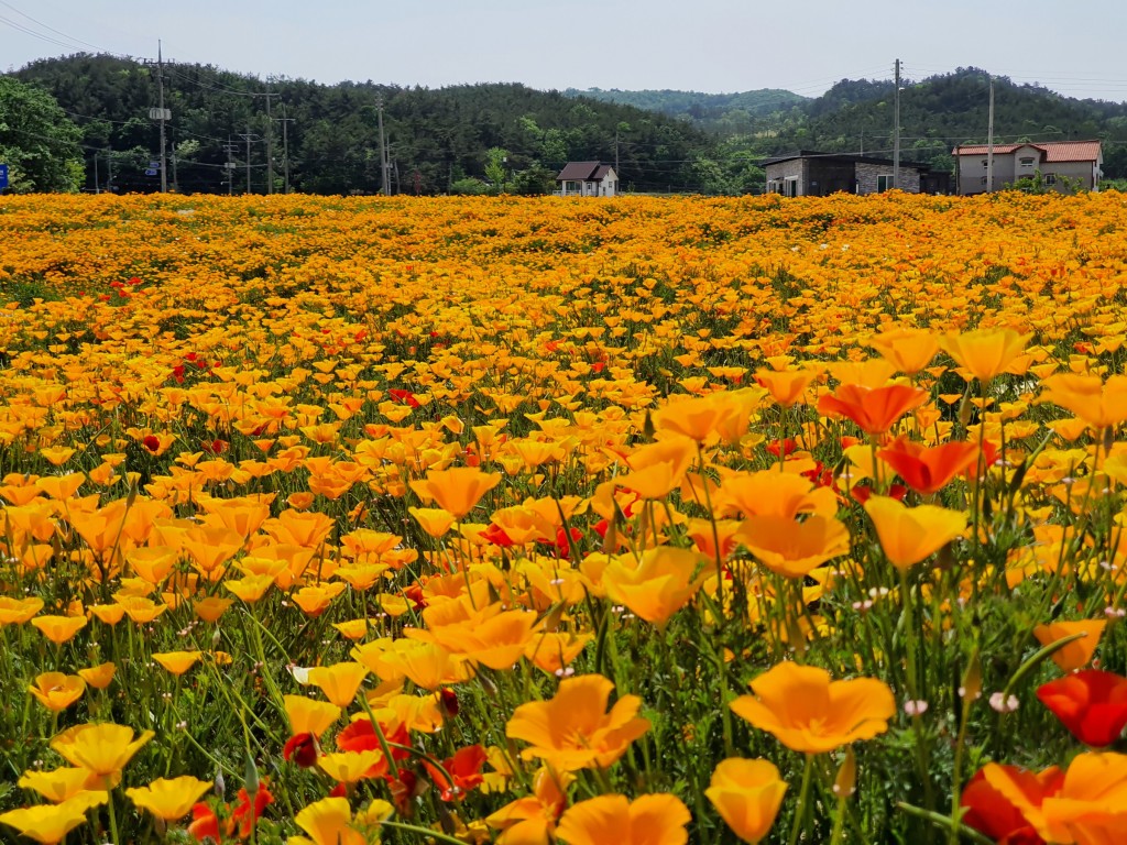 1. 천북면, 희망으로 가득 찬 금영화‘활짝’ (3)