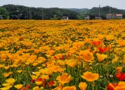 1. 천북면, 희망으로 가득 찬 금영화‘활짝’ (3)