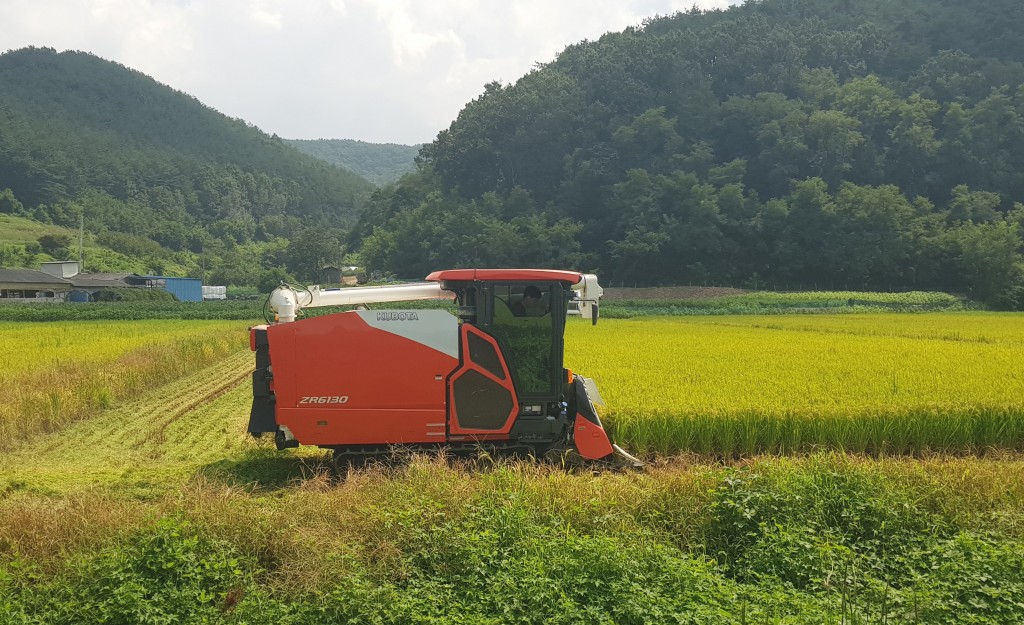 1. 경주시, 올해 첫 벼 수확 실시