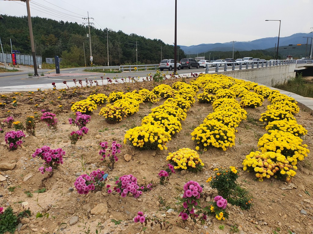 2. 천북면, 국화향기로 가을을 알리다 (1)