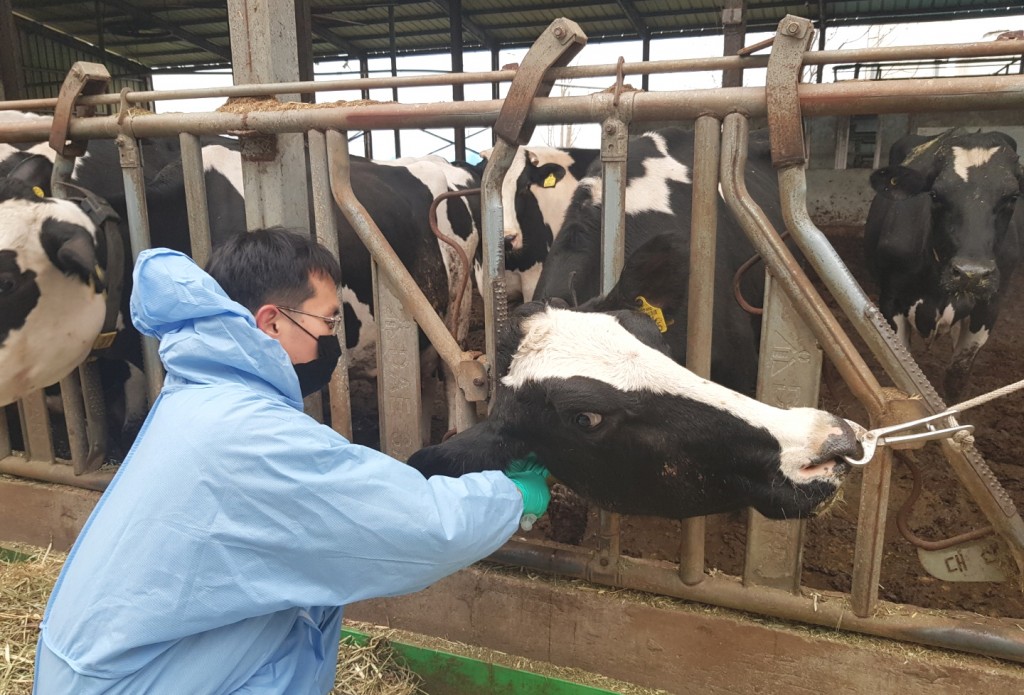 3. 경주시, 소 결핵·브루셀라 일제검사 실시