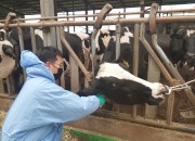 3. 경주시, 소 결핵·브루셀라 일제검사 실시