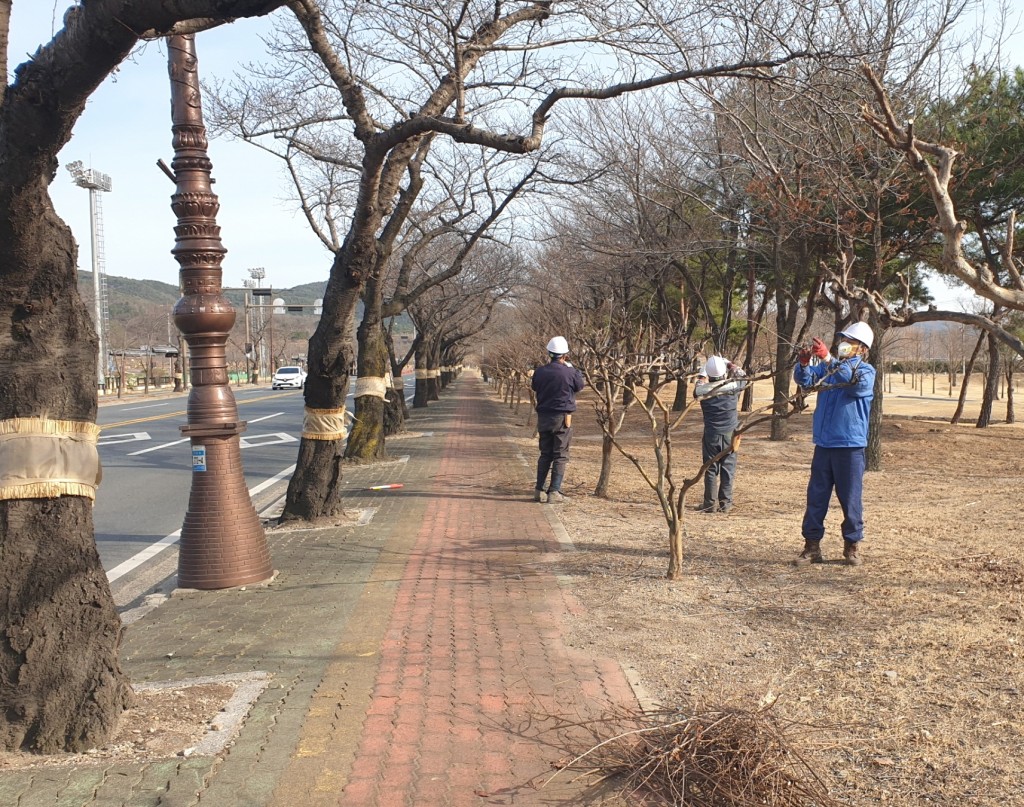 6. 경주시, 봄맞이 가로수 정비 실시 (2)