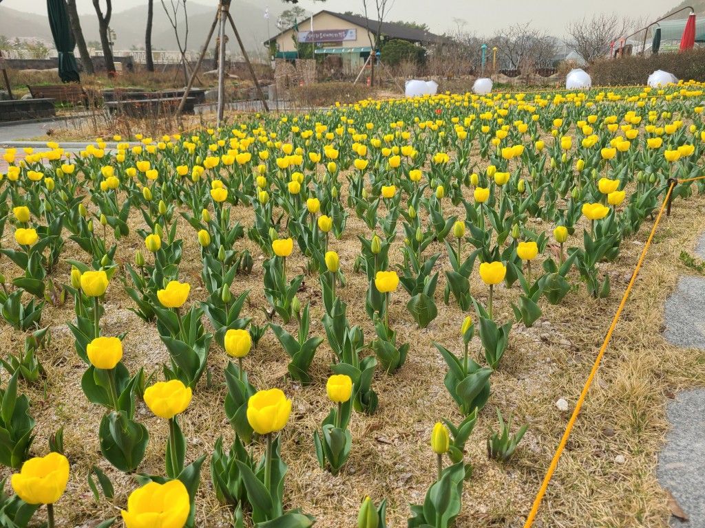 7. 경주 동궁원, 봄의 전령사 음악분수 본격 가동 (2)