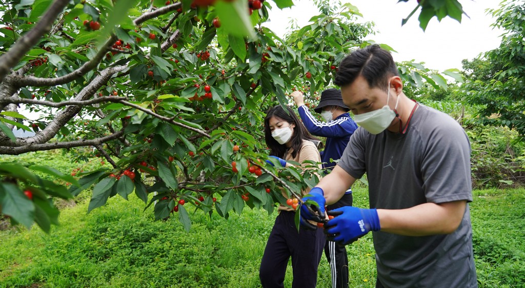 15일 경주시 외동읍 체리농장에서 과실수확 봉사활동을 하고 있는 경주엑스포대공원 직원들-1