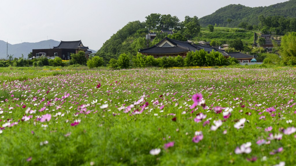 4. 경주시 양동마을·옥산서원 ‘코스모스’ 단지 조성(양동마을) (1)