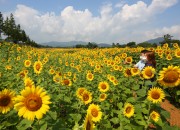 3. 경주 남천 하천변 노란 '해바라기' 물결로 가득(남천 하천변에 만개한 해바라기가 방문객을 맞이하고 있는 모습) (2)