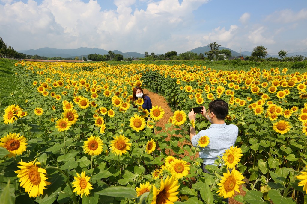 3. 경주 남천 하천변 노란 '해바라기' 물결로 가득(남천 하천변에 만개한 해바라기가 방문객을 맞이하고 있는 모습) (3)