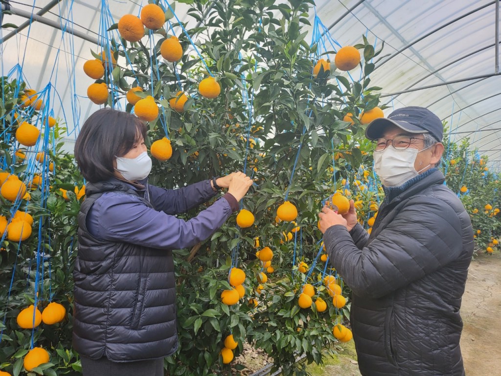 경주봉 수확모습