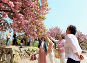 1. “3년 만에 꽃놀이 즐겨볼까”… 경주 불국사 겹벚꽃 축제에 방문객들 ‘북적’ (1)