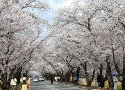 경주 벚꽃명소 벚꽃 절정, 상춘객 발길 이어져 (흥무로 일원) (1)