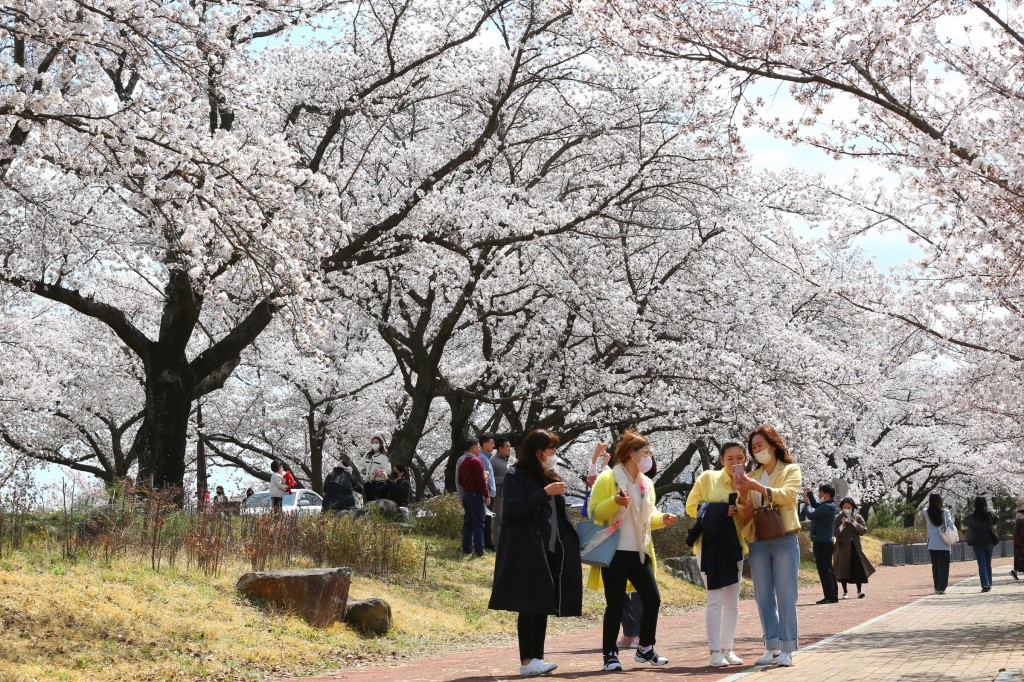 경주 벚꽃명소 벚꽃 절정, 상춘객 발길 이어져 (흥무로 일원)