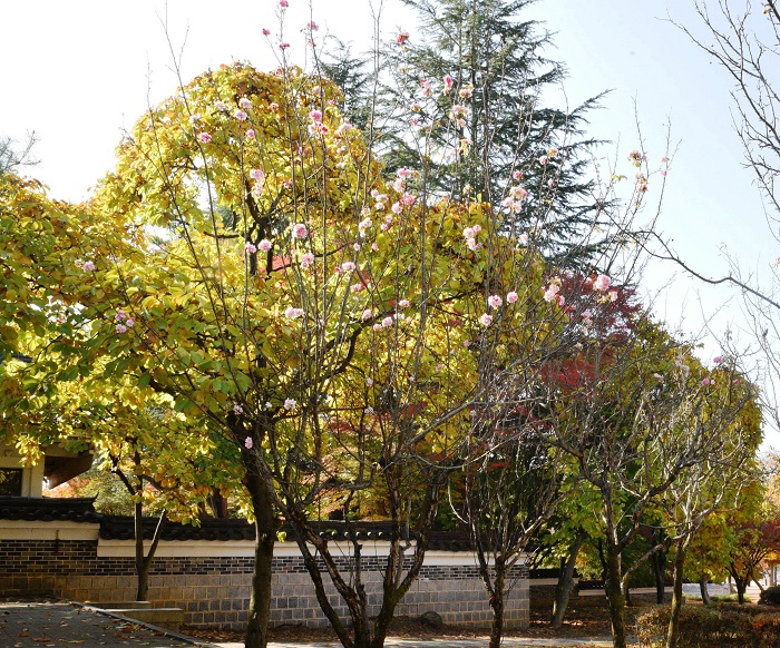 보문단지에 핀 철다른 꽃사과