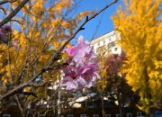 은행단풍과 어우러진 사과꽃 (2)